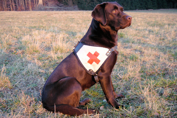 Rettungshunde-Arbeit
